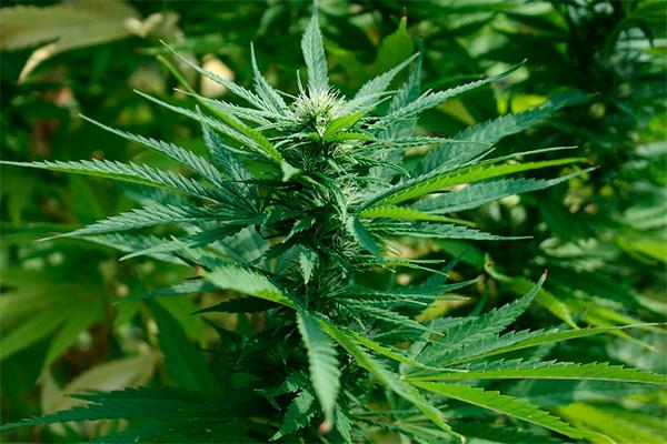 las farmacias uruguayas ya pueden vender cannabis de manera legal las farmacias uruguayas ya pueden vender cannabis de manera legal