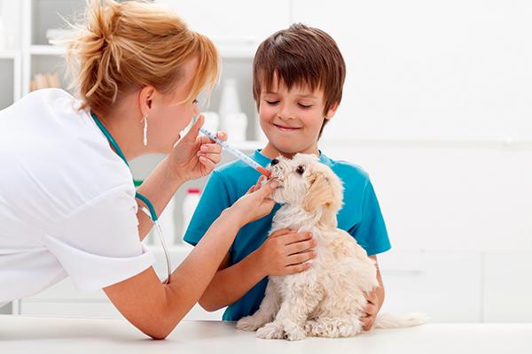 medicamentos veterin