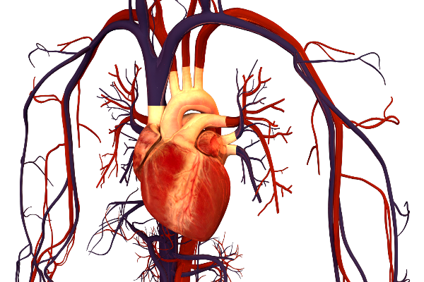 la-presion-arterial-elevada-antes-de-los-40-anos-de-edad-aumenta-el-riesgo-de-accidentes-cardiovasculares