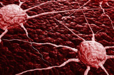los-intestinos-podrian-contener-la-cura-para-el-cancer-